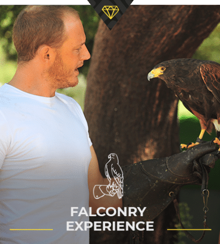 Falconry Experience