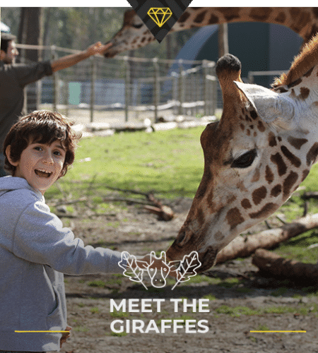 Meet The Giraffes
